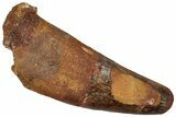 Real Spinosaurus Tooth - Massive Tooth With Feeding Wear #314728-1
